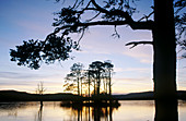 Loch Mallachie at sunset. Silhouette of scot s pines (Pinus sylvestris). Cairngorms National Park. Scotland. UK