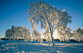 Silver Birch (Betula pendula). Snow covered branches in winter. Cairngorms National Park. Scotland. UK