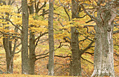 Common beech (Fagus sylvatica). Woodland in autumn. Scotland. UK