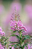 Rosebay willowherb flower apike (Epilobium angustifolium). Cairngorms National Park. Scotland. UK