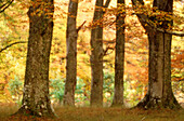 Common beech (Fagus sylvatica). Woodland in autumn. Scotland. UK