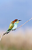 European Bee Eater (Merops apiaster). Adult perched. Isle of Lesvos. Greece