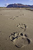 Grizzly Bear (Ursus horribilis) footprints in sand. Katmai National Park, Alaska, USA.