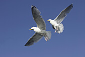 Herring Gull (Larus argentatus) two adults in flight. Norway.