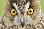 Long-eared Owl (Asio otus) close-up portrait of adult (captive-bred). Scotland.