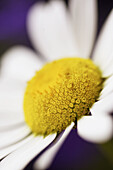 Oxeye daisy (Leucanthemum vulgare), close-up of flower. Scotland. UK.