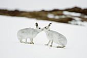 Mountain Hare (Lepus timidus) two animals in white winter pelage (coat) touching noses in form of greeting. Scotland.