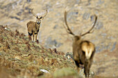 Red Deer (Cervus elaphus) stag approaching smaller rival stag. Scotland.