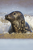 Grey Seal (Halichoerus grypus) portrait of male emerging from sea. North Lincolnshire, UK. November 2005.