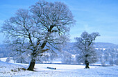 Frosted trees. Peak District National Park. Derbyshire. England