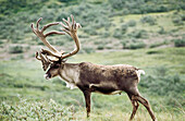 Caribou (Rangifer tarandus). Denali National Park, Alaska, USA