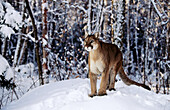 Adult Mountain Lion (male, 2 years old) (controlled / captive animal) in winter snow, Felis concolor, Vermont, USA