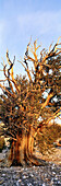 Bristlecone pine (Pinus longaeva). Patriarch Grove, Ancient Bristlecone Pine Forest, Inyo NF. Sierra Nevada Mountains, California. USA