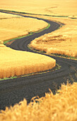 Road through ripe wheat fields. Palouse. Whitman County. Washington, USA