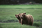 Brown Bears (Ursus arctos), sow and cub. Alaska. USA