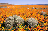California Poppies Sage (Eschscholzia californica) Antelope Valley. California, USA