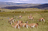Guanacos (Lama guanicoe). Patagonia. Chile