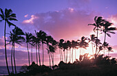Palm trees at sunrise in Lydate Beach. Kauai. Hawaii. USA