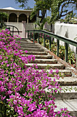 99 Steps, Villa Notman built 1860, Bougainvillea flowers. Blackbeard s Hill. Charlotte Amalie. St. Thomas. US Virgin Islands.