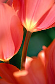 Tulip detail.