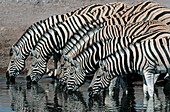 Burchell s Zebras. Etosha National Park. Namibia