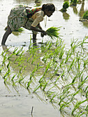 Woman plants rice seedlings in a flooded rice paddies. Karnataka, India