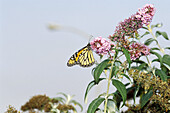 Monarch butterfly (Danaus plexippus)