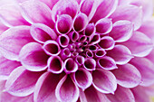 Dahlia species