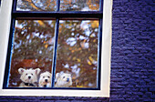 Three dogs in window. Amsterdam. Holland