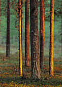 Pines in evening light. Västerbotten. Sweden