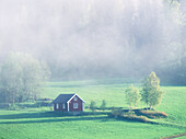 Cottage in misty morning. Ångermanland. Sweden
