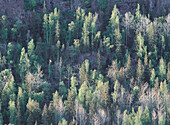 Mixed forest on steep hillside. Omne. Ångermanland. Sweden