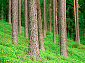 Pine truncs (Pinus Sylvestris) Alvsbyn. Norrbotten . Sweden