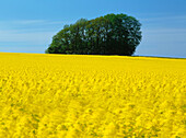 A rape field in Skane. Sweden