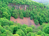 Beech forest in the spring from above. Skane. Sweden