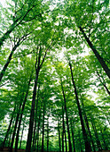 Beech forest in the spring. Skane. Sweden