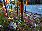 Scots pineforest (Pinus Sylvestris) in the shore of Vindel River. Västerbotten. Sweden