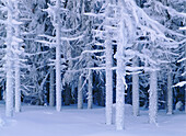 Snowcovered spruves (Picea abies). Gammelboliden. Västerbotten. Sweden