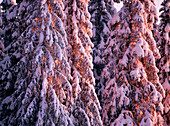 Snowcovered spruceforest (Picea abies) in direct light. Gammelboliden, Västerbotten. Sweden