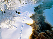 Tracks of a otter (Lutra lutra) by Bure River. Burea. Vasterbotten. Sweden