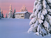 Hoar-frosted house and some snowy spruces, a cold wintermorning. Gammelboliden. Västerbotten. Sweden