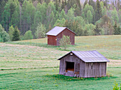 Barns in a field in Stornorrfors. Vasternotten. Sweden