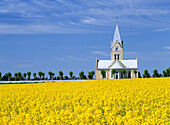 Church behind a rapefield. Skane. Sweden