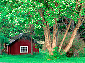 Flowering bird cherry (Prunus padus). Vasterbotten. Sweden