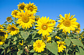 Sunflowers (helianthus Annuus)