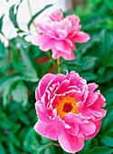 Chinese Tree Peony (Paeonia suffruticosa)