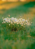 Hare s tail grass (Eriophorum Vaginatum) in direct light. Skramtrask. Vasterbotten. Sweden
