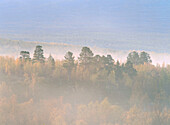 A misty morning. Pinetrees in the mountain birchforest at autumn. Abisko. Lapland. Sweden