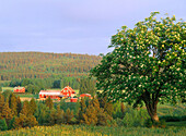 Red houses and a flowering mountain ash (Sorbus Aucuparia). Myckle. Vasterbotten. Sweden
