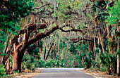 Live oaks (Quercus Virginiana) covered with spanish moss (Tillandsia Usneoides) and a road. Myakka Forest. Florida. USA